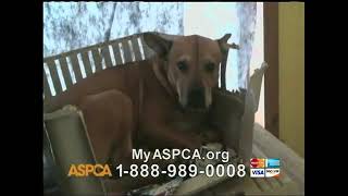 ASPCA TV Commercial Silent Night with Kim Rhodes Commercial 2012 [upl. by Rennie]