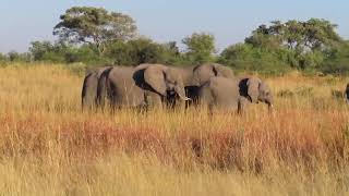 An African elephant herd on a scenic stroll in Botswanas Okavango Delta [upl. by Laehctim]