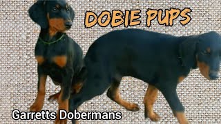 Playful Doberman Pups at 11 weeks old born 2013 [upl. by Allesiram238]