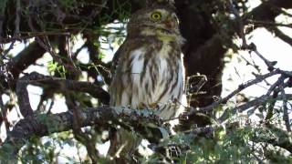 Caburé Chico  Glaucidium brasilianum [upl. by Atipul]