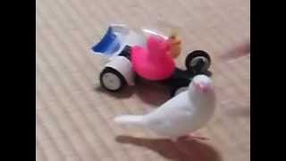 ラジコンカーに乗る文鳥 Java sparrow ride RC Car [upl. by Ahseenal]