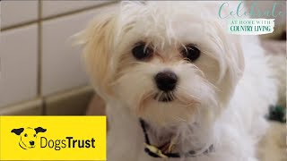 Rescue dogs meet amp greet with Dogs Trust [upl. by Gamin]