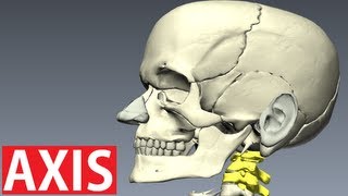 Axis Anatomy  Vertebral Column Anatomy  Neck Anatomy [upl. by Giffer]