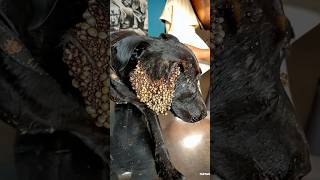 Poor homeless dog with full of fleas doglover [upl. by Voccola]