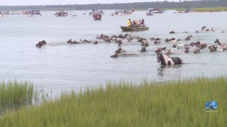 99th annual Pony Swim on Chincoteague draws thousands [upl. by Adliw]