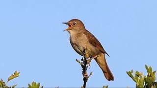 One Hour Relaxing Birdsong the Nightingale [upl. by Annaohj237]