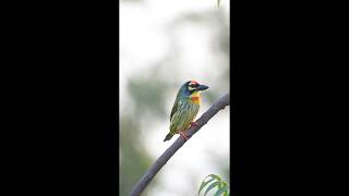 quotEvening Yawn of the Coppersmith Barbet  Natures Tranquil Momentquot [upl. by Nord]