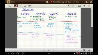 Hormonas que actuan en el sistema digestivo [upl. by Asenad]