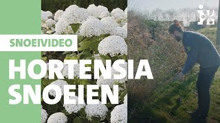 Intratuin  Hortensia snoeien [upl. by Conway]