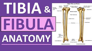 Tibia and Fibula Anatomy of Leg Bones  Anatomy amp Physiology [upl. by Onairam]