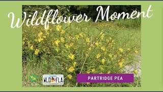 Wildflower Moment Partridge pea [upl. by Teodora140]