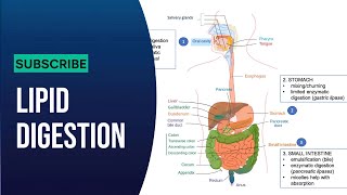 BIOCHEMISTRY  LIPID DIGESTION [upl. by Eloc390]