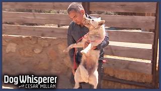 Stubborn Wild Dog Refuses To Be Domesticated  S4 Ep 2  Dog Whisperer With Cesar Millan [upl. by Annalee]