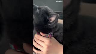 Schipperke pup cute dog trending eevee schipperke puppy catdog [upl. by Rosanna673]