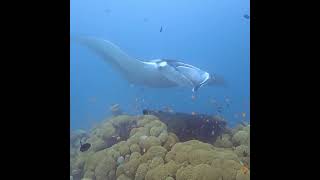 scuba dive with south ari dive center scubadiving maldivesdiving [upl. by Fernanda]