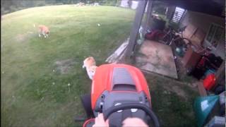 Corgi Herding Lawnmower [upl. by Kos]