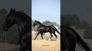 marwari stallion aliraj kantasirekala kantaheight66 inch ownersurjit singhcont no9872545454 [upl. by Veda962]