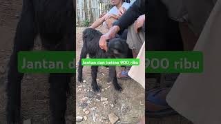 Rebutan harga 900 ribu jantan dan betina ternak kambing goat kandangkambing [upl. by Femmine]