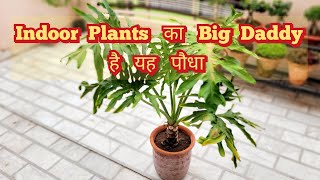 Nursery पर मिलते ही तुरंत ले आना Indoor Plants का Big Daddy Philodendron Selloum Care Tips [upl. by Pineda]