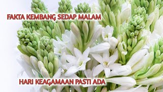 FAKTA KEMBANG SEDAP MALAMBUNGA IDENTIK DENGAN HARI BESAR KEAGAMAAN [upl. by Delaney40]