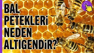 Arılar bal peteklerini neden altıgen yaparlar  İlginç Bilgiler  Aklında Olsun [upl. by Maleki]