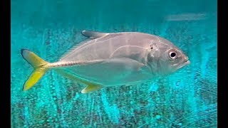 ギンガメアジ Bigeye trevally Caranx sexfasciatus [upl. by Whit171]