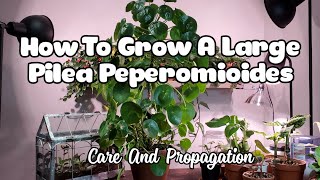 How To Grow A Large Pilea Peperomioides  PLAN CARE AND PROPAGATION [upl. by Zrike126]