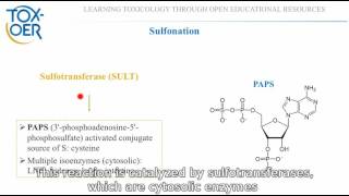 12 Phase II reactions Glucuronidation and Sulphonation of Paracetamol [upl. by Tome409]