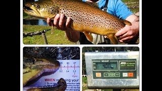 Eildon Trout Farm on the Goulburn River in Thornton Victoria Australia [upl. by Ennaihs819]