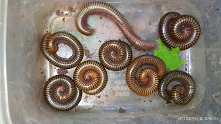 Is Your Forest Warm Enough For Giant Millipedes [upl. by Flossy]