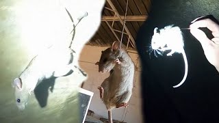 Rat Hunt With A Blowgun Mostly [upl. by Hubsher]