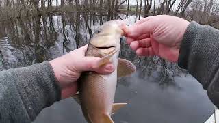 Spring Sucker Fishing CT River [upl. by Dessma]