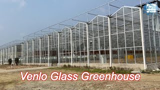 hydroponic system vegetable venlo glass greenhouse fully automated ventilation [upl. by Aroel801]