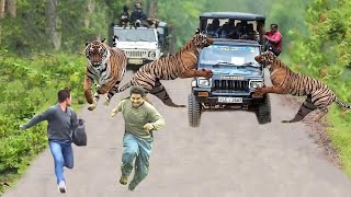 Tiger is mad  Tiger attack Car Leopard Warthog Baboon Bear Buffalo Deer Crocodile [upl. by Aehsa]