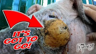 Insane Draining a Huge PussFilled Pimple on a Pig [upl. by Litsyrk118]