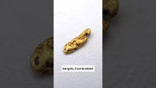 California Gold Nugget [upl. by Jolda]