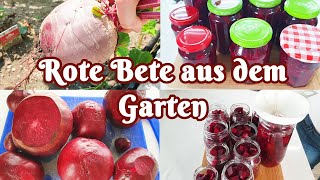 Rote Bete aus dem Garten [upl. by Onirefes]