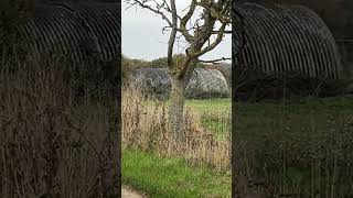 Anderson ￼ shelter from World War II today 2024 [upl. by Ehcnalb596]