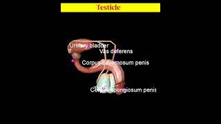 Male Reproductive system Animation shorts [upl. by Subak]