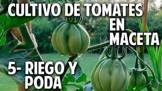 Cultivo de Tomate Parte 5  Regar Podar y Atar cosasdeljardin [upl. by Nyre144]