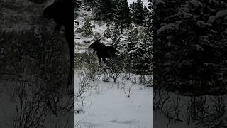 CAUGHT Moose Sheds Antler on Camera in Montana moose wildlife montana trailcam hunting [upl. by Neelahs]