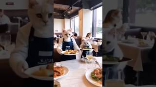 Cat is cooking and waiter in restaurant [upl. by Pompei]