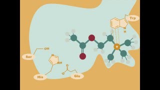 Acetylcholinesterase Drugs [upl. by Aisatsanna]