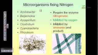 Nitrogen cycle [upl. by Alithia]