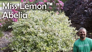 Miss Lemon™ Abelia  Southern Living Plants [upl. by Gunzburg]