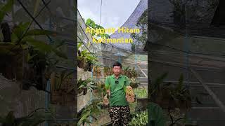 ANGGREK HITAM KALIMANTAN Coelogyne pandurata [upl. by Amlez]