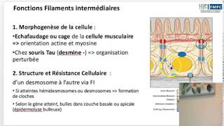 Capsule 14  Filaments intermédiaires [upl. by Darren809]