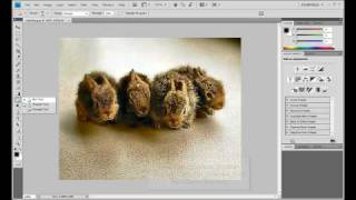 Photoshop CS4 Tutorial Blur  Sharpen  Smudge Tools [upl. by Nyleuqcaj537]