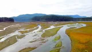 Maybeso Creek Salmon Eagles and Deer  Aerial [upl. by Siegfried]