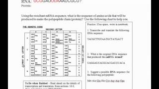 Transcription and Translation Part 2  Central Dogma Continued IB Biology [upl. by Zetra]